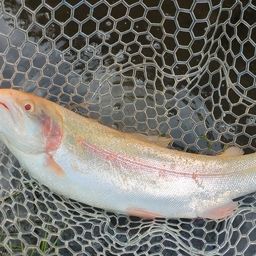 アルビノニジマス