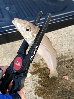 キスの釣果