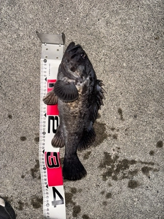クロソイの釣果