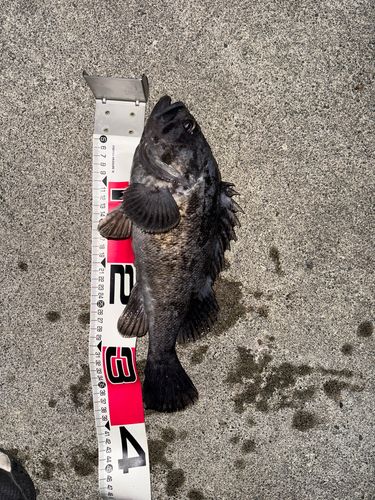 クロソイの釣果