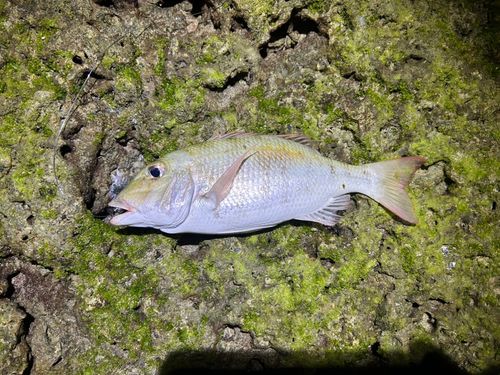 ムルーの釣果