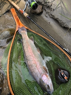 ニジマスの釣果