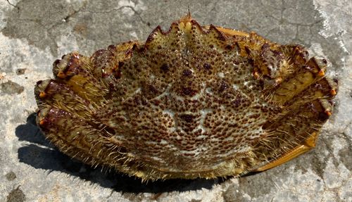 クリガニの釣果