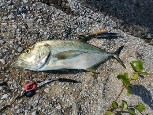 ロウニンアジの釣果