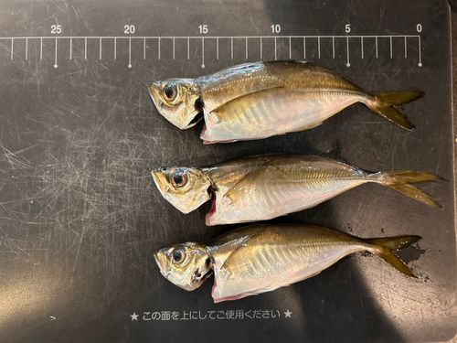 アジの釣果