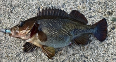 ガヤの釣果