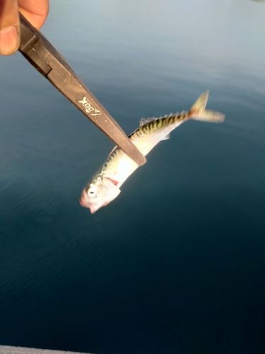 サバの釣果