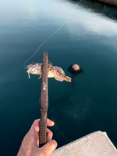 ハゼの釣果