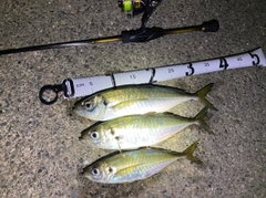 アジの釣果