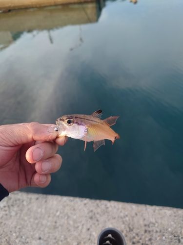 ネンブツダイの釣果