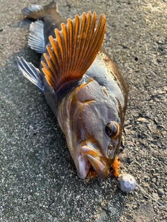 アイナメの釣果