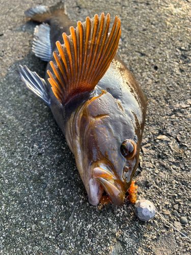 アイナメの釣果