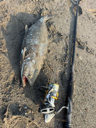 サクラマスの釣果