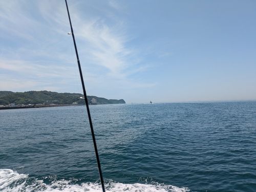 マアジの釣果