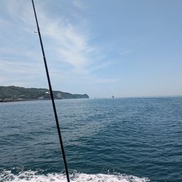 マアジ