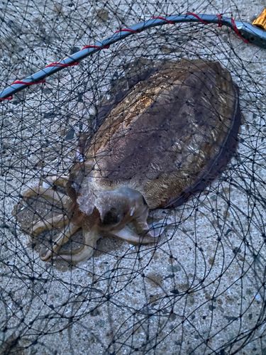 モンゴウイカの釣果