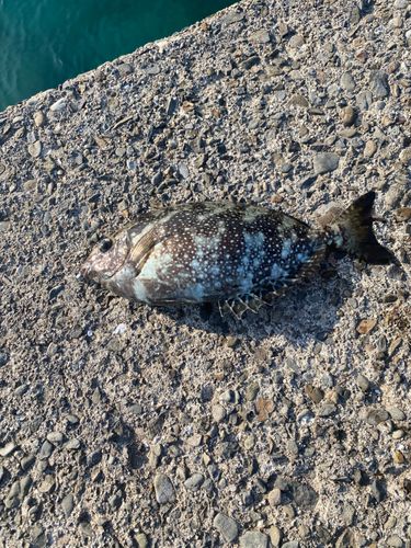 アイゴの釣果