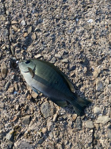 メジナの釣果