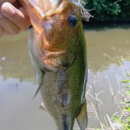 ラージマウスバス