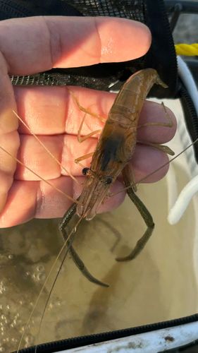 テナガエビの釣果