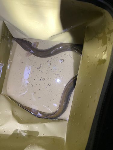 ニホンウナギの釣果