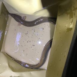 ニホンウナギ