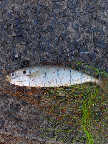 マルアジの釣果
