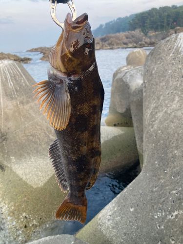 アイナメの釣果