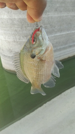 ブルーギルの釣果