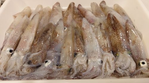 マメイカの釣果