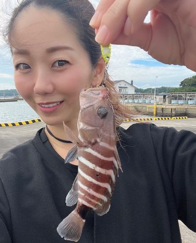 マハタの釣果