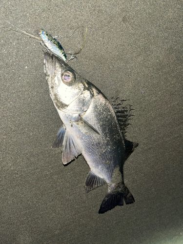 ヒラスズキの釣果
