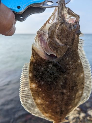 ヒラメの釣果