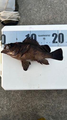 メバルの釣果