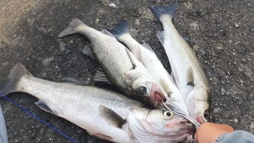 ハネ（マルスズキ）の釣果