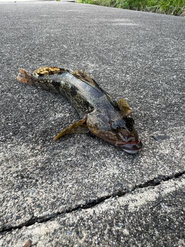 アイナメの釣果