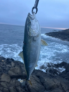 イナダの釣果