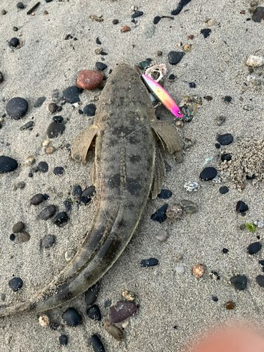 マゴチの釣果