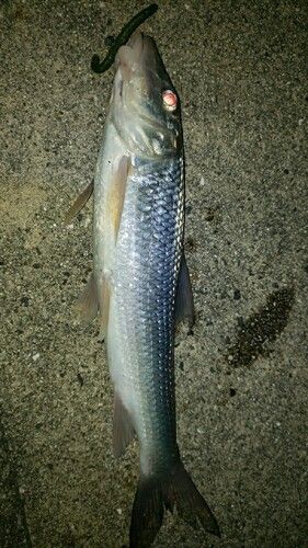 ニゴイの釣果
