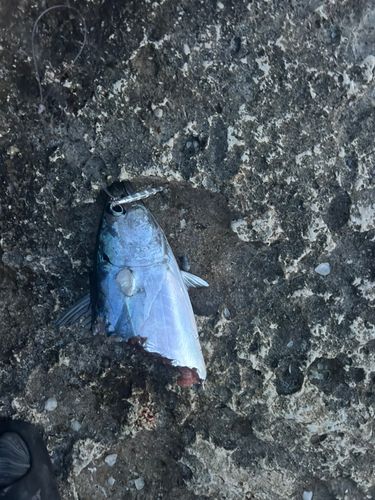スマガツオの釣果