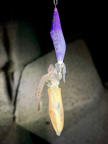 ヒイカの釣果