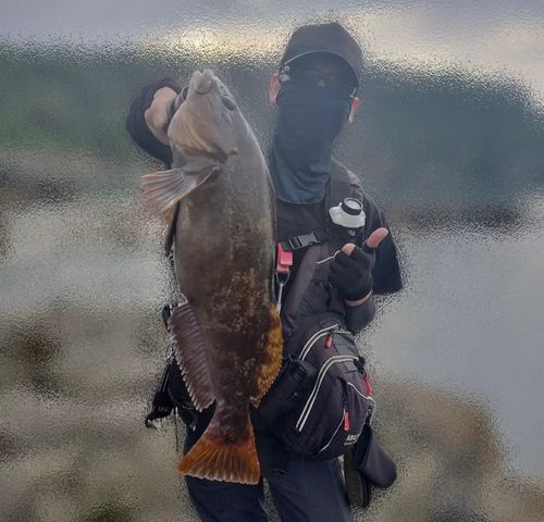 アイナメの釣果