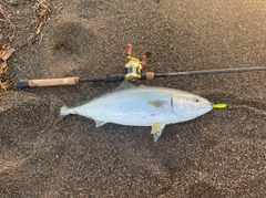 ワラサの釣果
