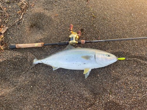 ワラサの釣果