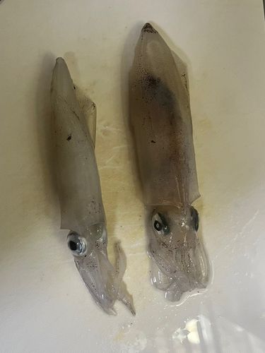 マメイカの釣果
