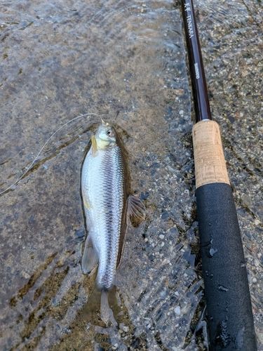 カワムツの釣果