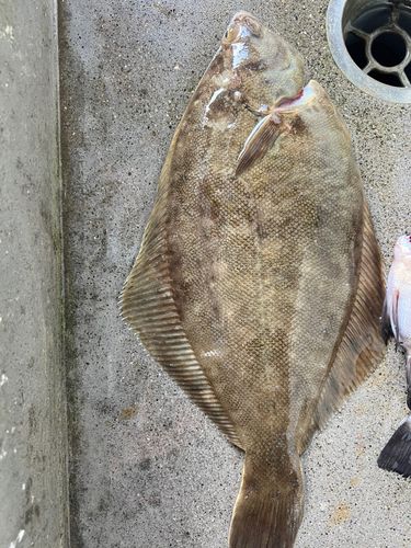 カレイの釣果