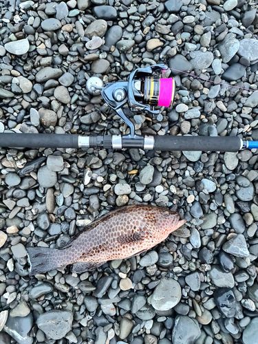 オオモンハタの釣果