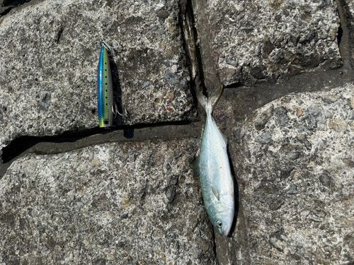 ワカシの釣果