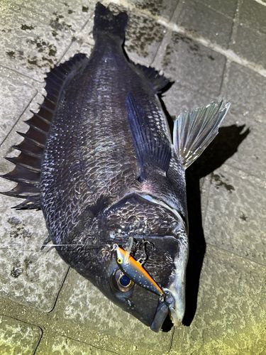 クロダイの釣果